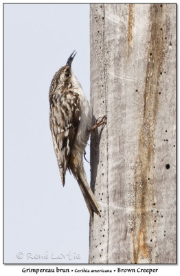 Grimpereau brunBrown Creeper