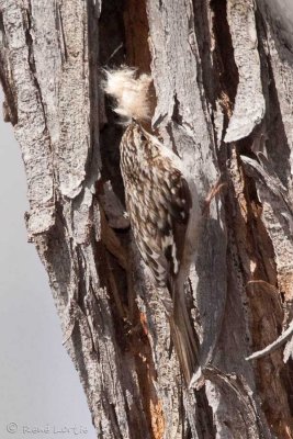 Grimpereau brunBrown Creeper