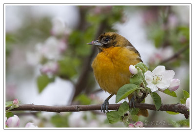 Oriole du NordBaltimore Oriole