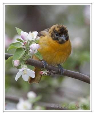 Oriole du NordBaltimore Oriole
