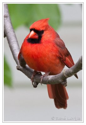 Cardinal rouge<br>Northern Cardinal