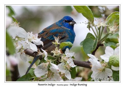 Passerin indigoIndigo Bunting
