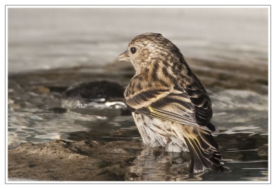 Tarin des pins dans le bainPine Siskin bathin'
