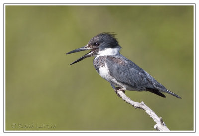 Martin-pcheurBelted Kingfisher