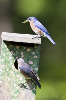 Couple de Merlebleu de l'EstPair of Eastern Bluebird