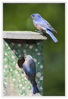 Couple de Merlebleu de l'EstPair of Eastern Bluebird