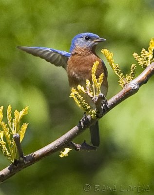 Merlebleu de l'EstEastern Bluebird