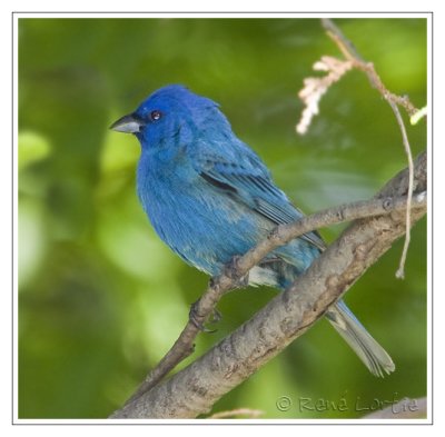 Passerin indigo<br>Indigo Bunting