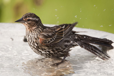 Carouge  paulettesRed-winged Blackbird