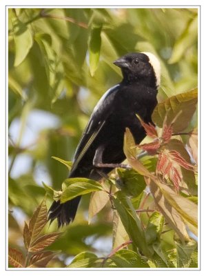 Goglu des prsBobolink