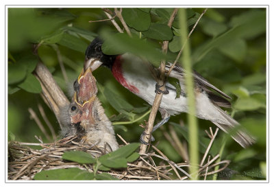 Cardinal  poitrine roseRose-breasted Grosbeak