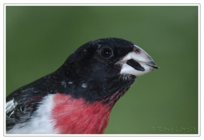 Cardinal  poitrine roseRose-breasted Grosbeak