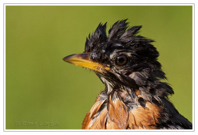 Merle d'AmériqueAmerican Robin