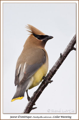 Jaseur d'AmériqueCedar Waxwing