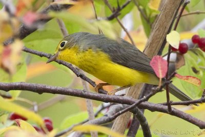 Paruline du Canada<br>Canada Warbler