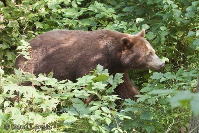 Ours noir / Black Bear