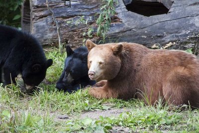 Ours noirs / Black Bears