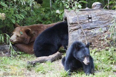 Ours noirs / Black Bears