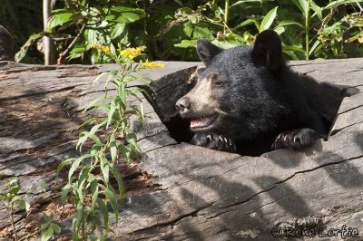 Ours noir / Black Bear