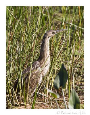 Butor d'AmriqueAmerican Bittern