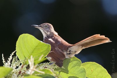 Moqueur rouxBrown Thrasher