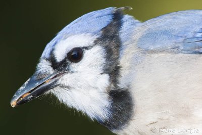 Geai bleuBlue Jay