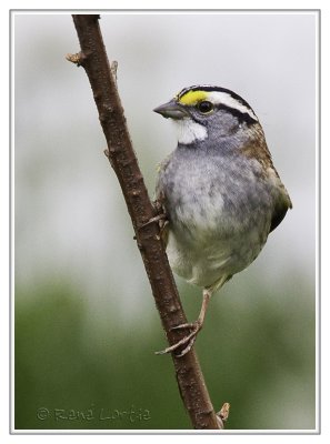 Bruant  gorge blancheWhite-throated Sparrow