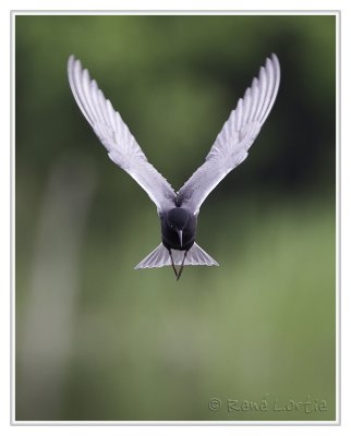 Guifette noireBlack Tern
