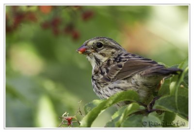 Bruant chanteurSong Sparrow