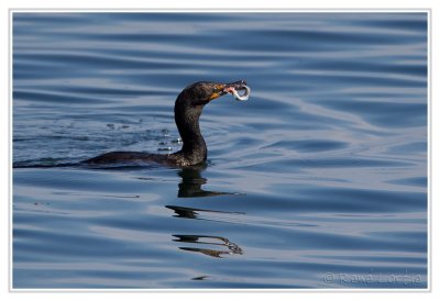 Cormoran à aigrettesDouble-crested Cormorant