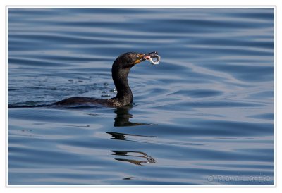 Cormoran  aigrettesDouble-crested Cormorant