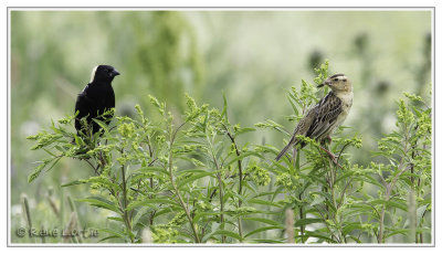 Goglus des prsBobolinks