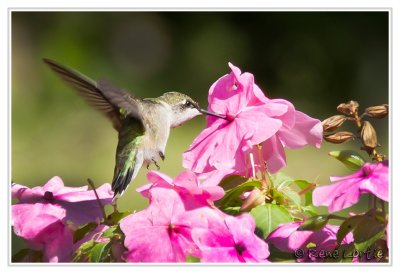Colibri à gorge rubisRuby-throated Hummingbird