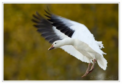 Oie des neigesSnow Goose