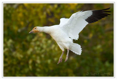 Oie des neigesSnow Goose