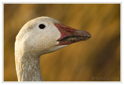 Cap Tourmente - Oies / Geese