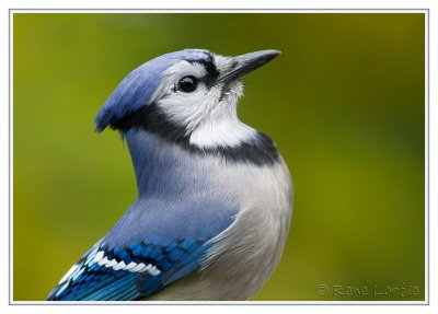 Geai bleuBlue Jay