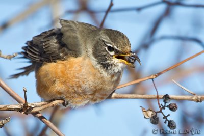 Merle dAmrique<br>American Robin