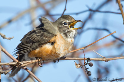 Merle d'AmriqueAmerican Robin