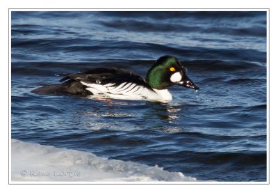 Garrot  oeil d'orCommon Goldeneye