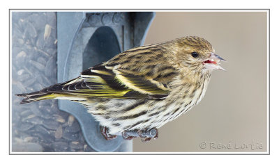 Tarin des pinsPine Siskin