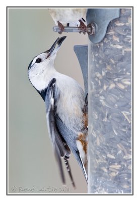 Sittelle  poitrine blancheWhite-breasted Nuthatch