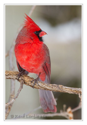 Cardinal rougeNorthern Cardinal