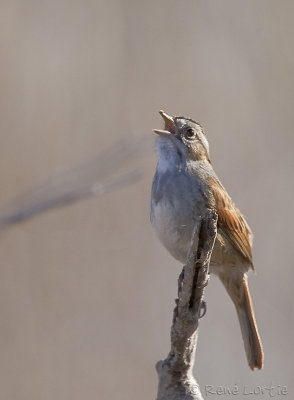 Bruant des marais / Swamp Sparrow