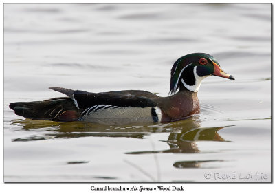 Canard branchuWood Duck