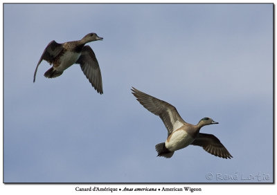 Canard d'Amrique / American Wigeon