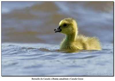 Bernache du CanadaCanada Goose