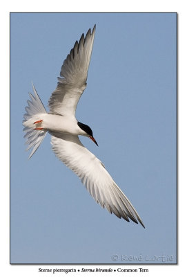 Sterne pierregarinCommon Tern