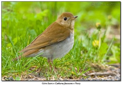 Grive fauve <BR>Veery