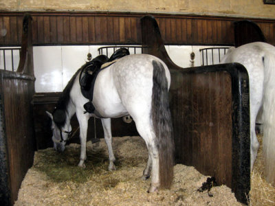 A white horse with black mane and tail